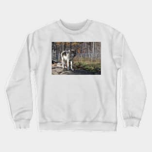 Timber wolf in the woods Crewneck Sweatshirt